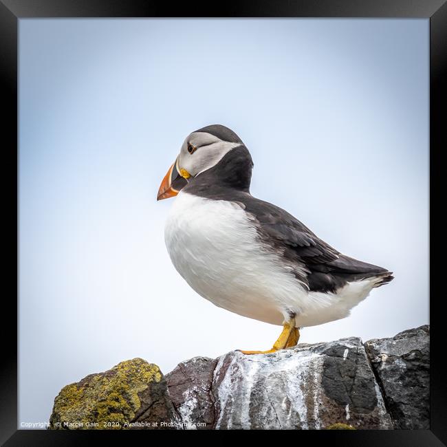 Puffin Lookout Framed Print by Marcia Reay