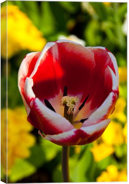 Red & White tulip Canvas Print by Rob Hawkins