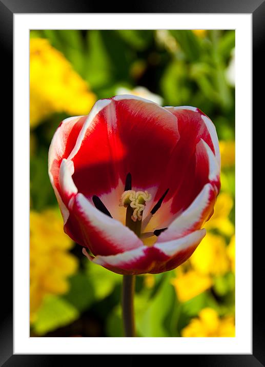 Red & White tulip Framed Mounted Print by Rob Hawkins