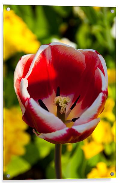 Red & White tulip Acrylic by Rob Hawkins