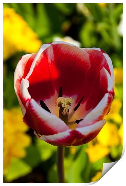 Red & White tulip Print by Rob Hawkins
