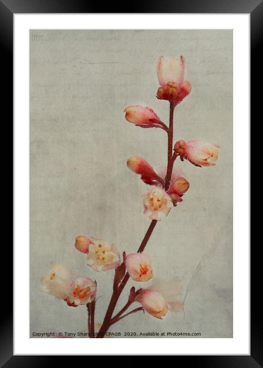 CREVICE ALUMROOT Framed Mounted Print by Tony Sharp LRPS CPAGB