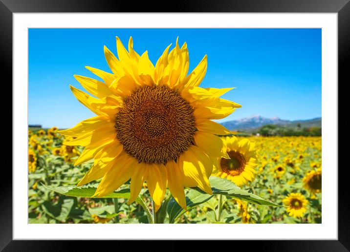 Sunflower Framed Mounted Print by Perry Johnson
