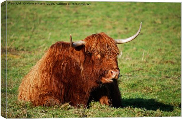 highland cow Canvas Print by Kevin Britland