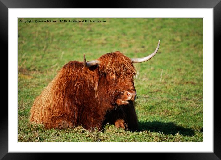 highland cow Framed Mounted Print by Kevin Britland
