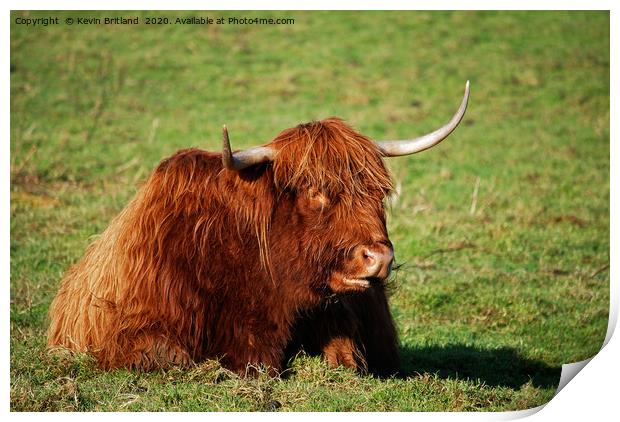 highland cow Print by Kevin Britland