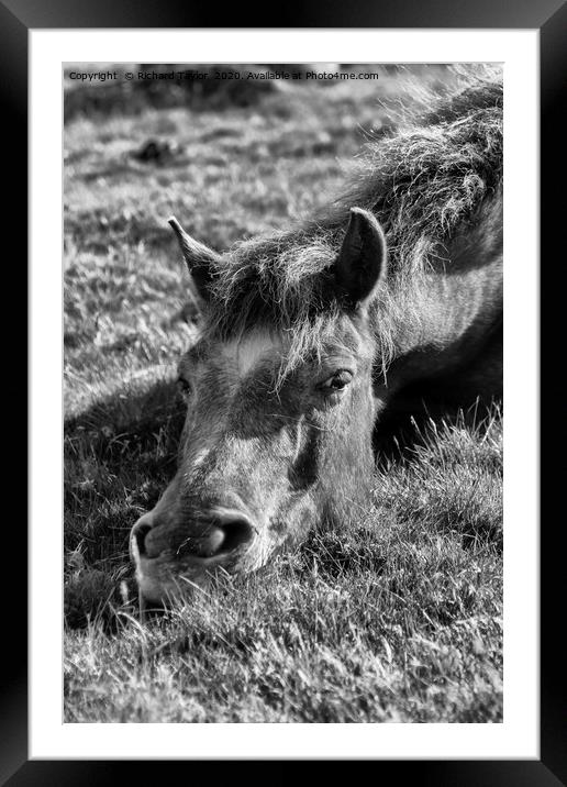 Just Chilling Framed Mounted Print by Richard Taylor