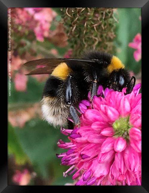 Bumble Bee on Flower Framed Print by Stephen Cocking