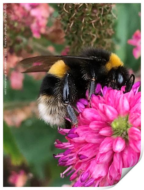 Bumble Bee on Flower Print by Stephen Cocking
