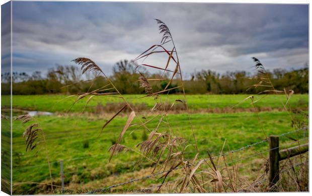 Grass reeds in the Norfolk countryside Canvas Print by Chris Yaxley
