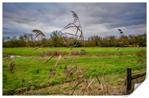 Grass reeds in the Norfolk countryside Print by Chris Yaxley
