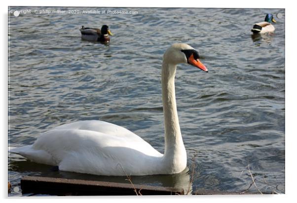 Kingsbury Swan Acrylic by philip milner