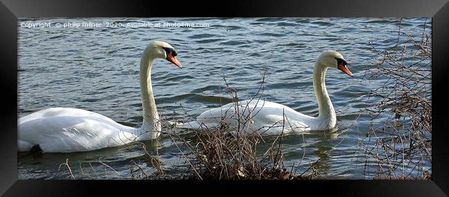 Swans A Swimming Framed Print by philip milner