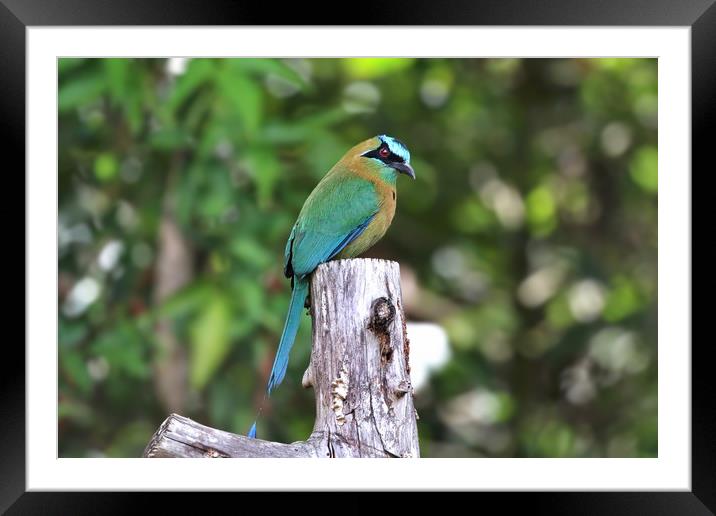 Blue Crowned MotMot of Costa Rica Framed Mounted Print by Simon Marlow