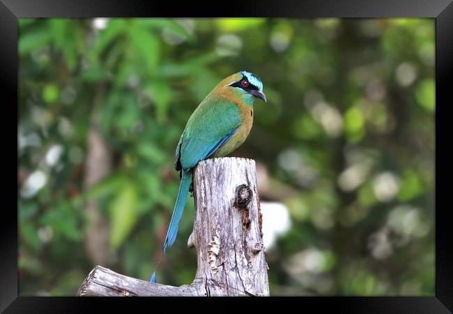 Blue Crowned MotMot of Costa Rica Framed Print by Simon Marlow