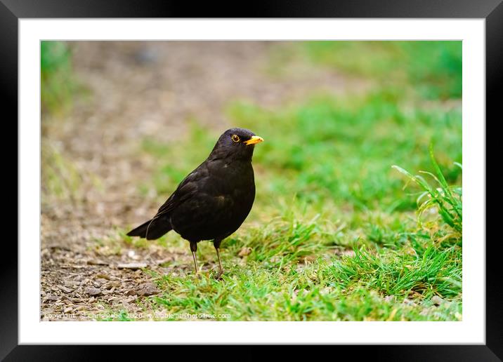 Blackbird on the ground Framed Mounted Print by Chris Rabe