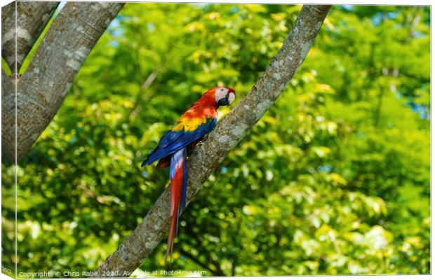 Scarlet Macaw  Canvas Print by Chris Rabe