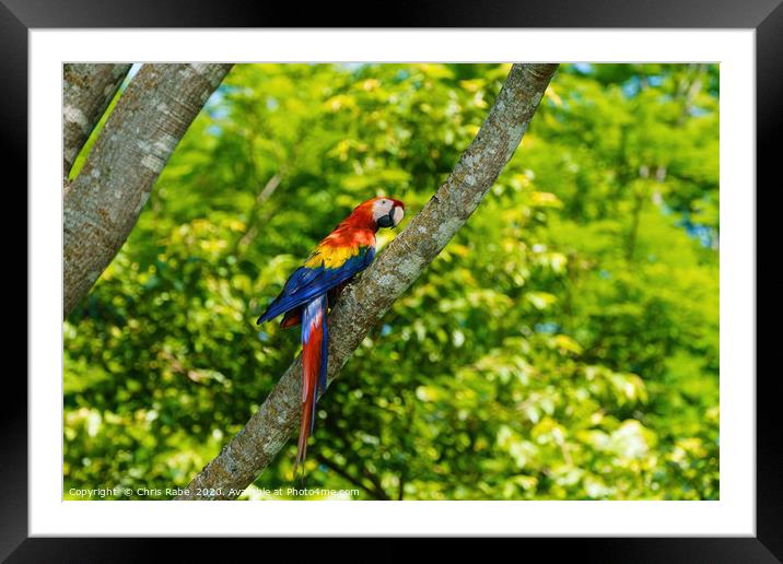 Scarlet Macaw  Framed Mounted Print by Chris Rabe
