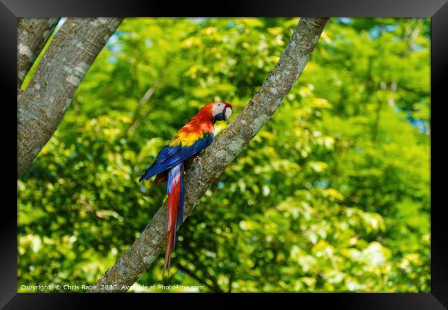 Scarlet Macaw  Framed Print by Chris Rabe