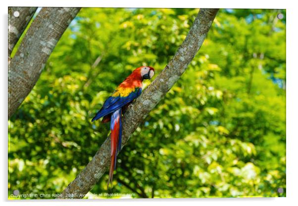 Scarlet Macaw  Acrylic by Chris Rabe