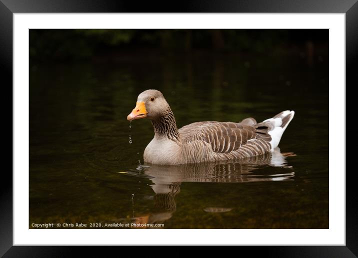 Greylag Goose  Framed Mounted Print by Chris Rabe