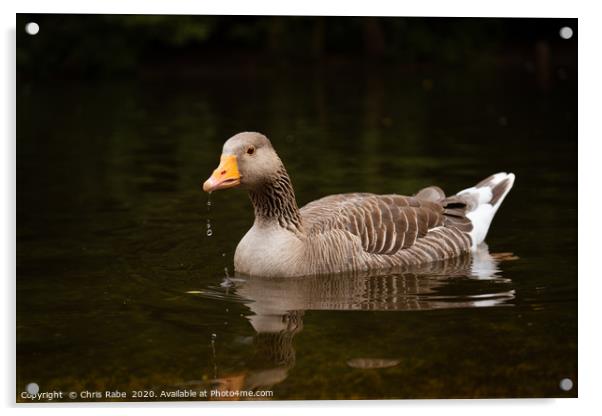 Greylag Goose  Acrylic by Chris Rabe