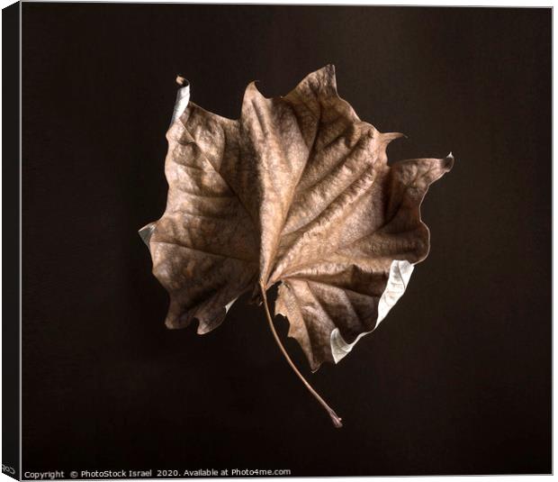 Wilted dry leaf Canvas Print by PhotoStock Israel