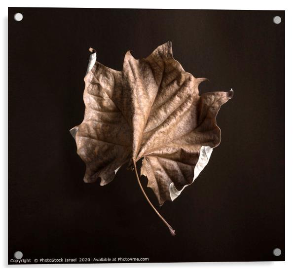 Wilted dry leaf Acrylic by PhotoStock Israel