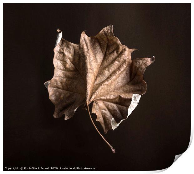 Wilted dry leaf Print by PhotoStock Israel