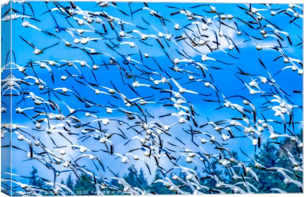 Thousands Snow Geese Flying Skagit Valley Washingt Canvas Print by William Perry