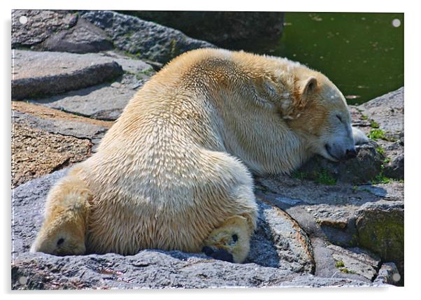 Sleepy Polar Bear Acrylic by Paul Piciu-Horvat