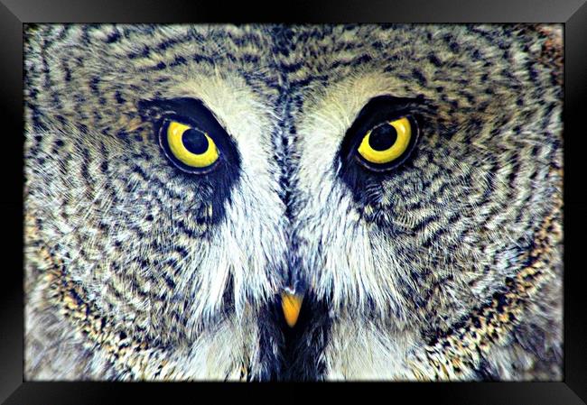 GREAT GREY OWL Framed Print by Sue HASKER