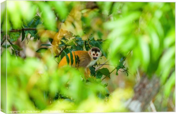 Common Squirrel Monkey Canvas Print by Chris Rabe