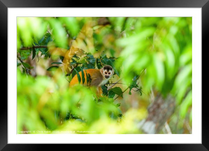 Common Squirrel Monkey Framed Mounted Print by Chris Rabe