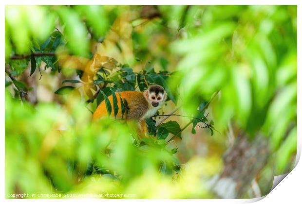 Common Squirrel Monkey Print by Chris Rabe