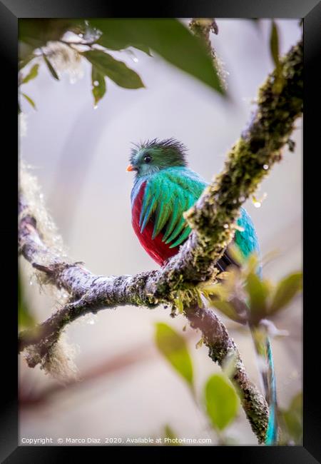 Resplendent quetzal, pharomachrus mocinno Framed Print by Marco Diaz