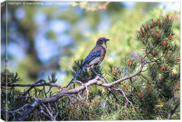 Blue Bird Canvas Print by Debra Farrey