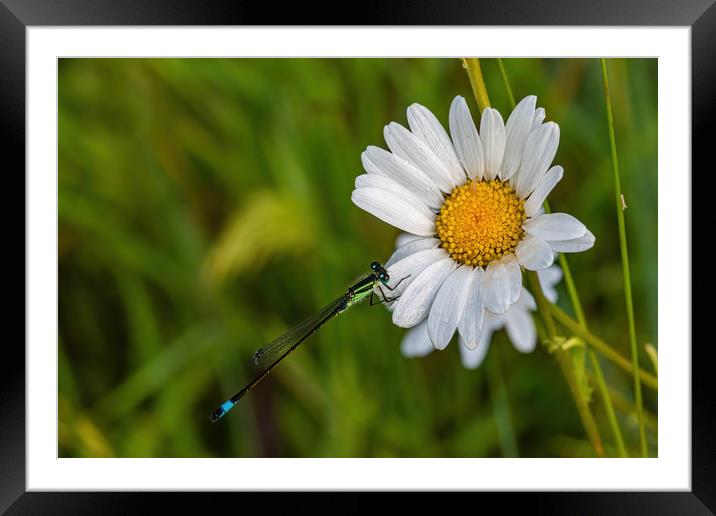 Damselfly resting on a daisy in a meadow Framed Mounted Print by Alan Strong