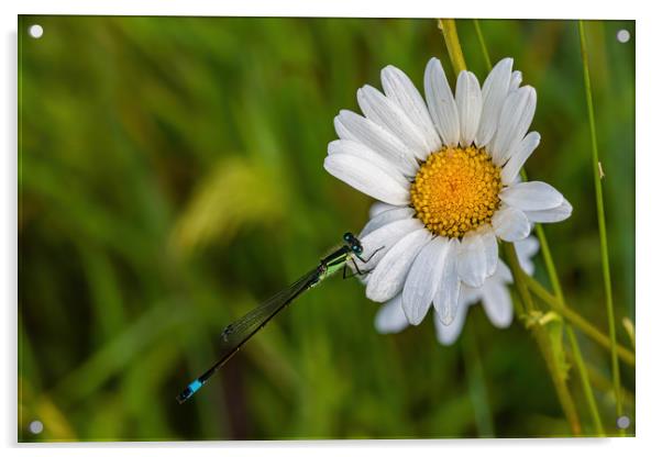 Damselfly resting on a daisy in a meadow Acrylic by Alan Strong