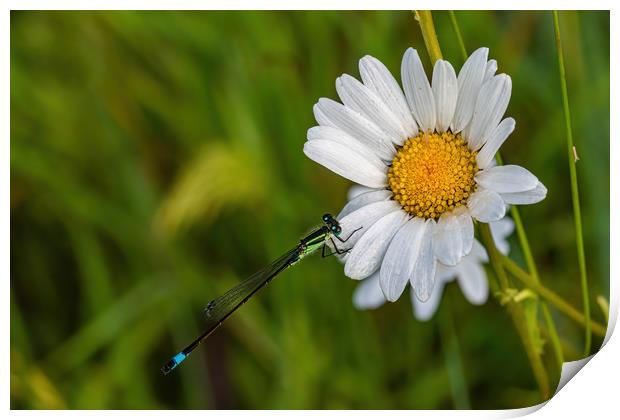 Damselfly resting on a daisy in a meadow Print by Alan Strong