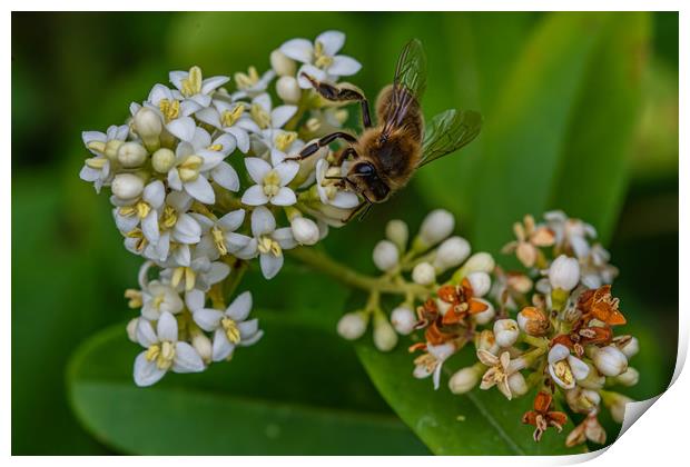 Honeybee gathering pollen  Print by Alan Strong