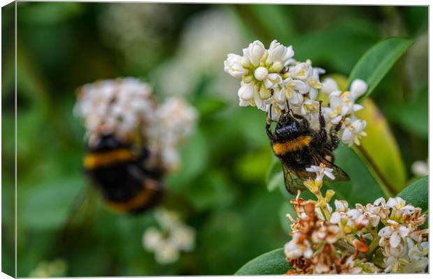 Busy bees gathering pollen Canvas Print by Alan Strong
