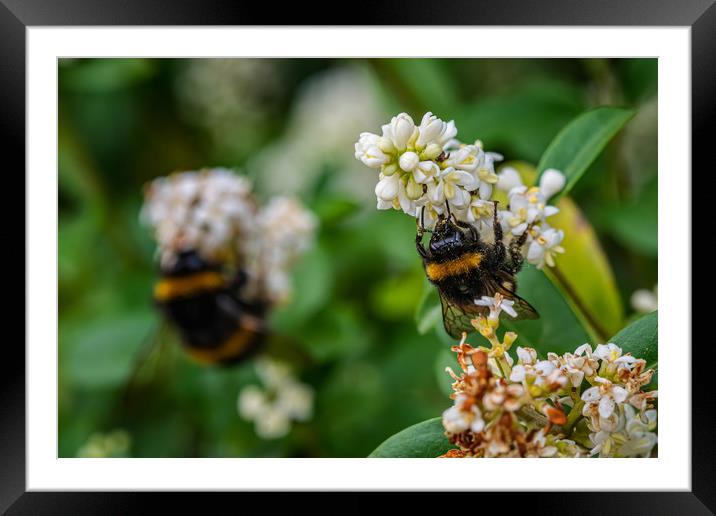 Busy bees gathering pollen Framed Mounted Print by Alan Strong