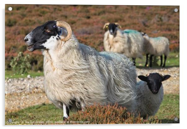 Moorland Sheep Acrylic by Martyn Arnold