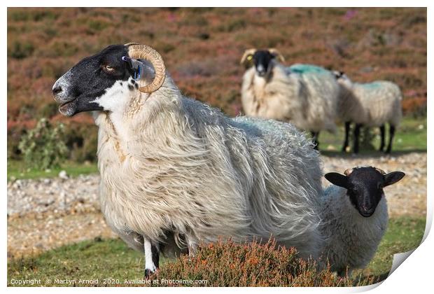 Moorland Sheep Print by Martyn Arnold