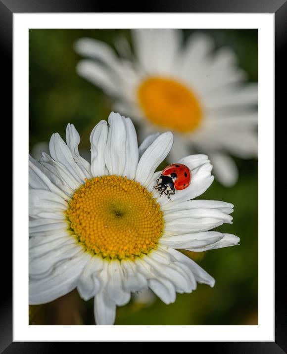 Ladybird on a daisy Framed Mounted Print by Alan Strong