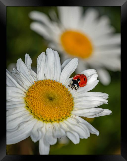 Ladybird on a daisy Framed Print by Alan Strong