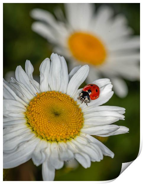 Ladybird on a daisy Print by Alan Strong