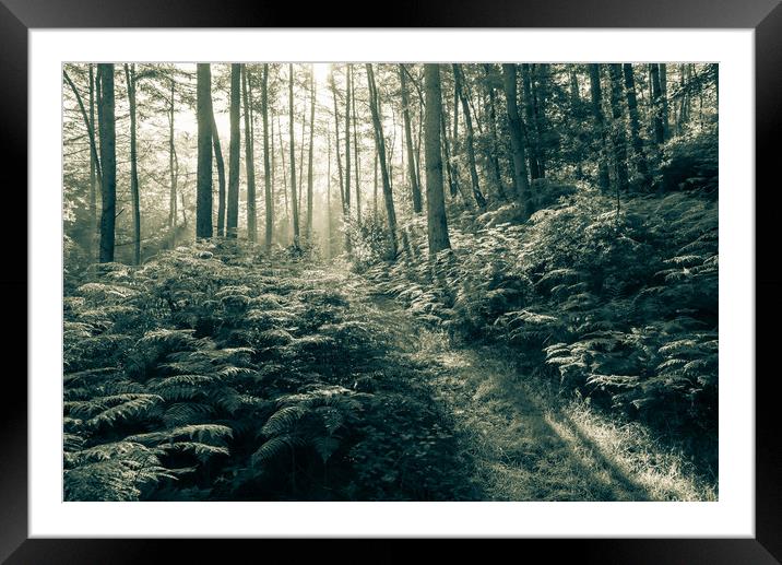 Woodland on a misty morning after the rain Framed Mounted Print by Andrew Kearton