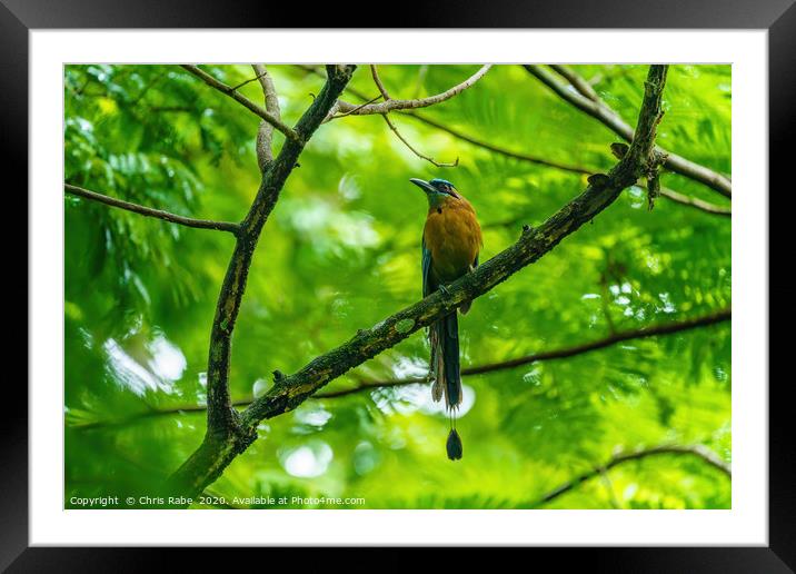 Blue-crowned Motmot  Framed Mounted Print by Chris Rabe